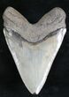 Light Colored Megalodon Tooth - Sharp Serrations #28468-2